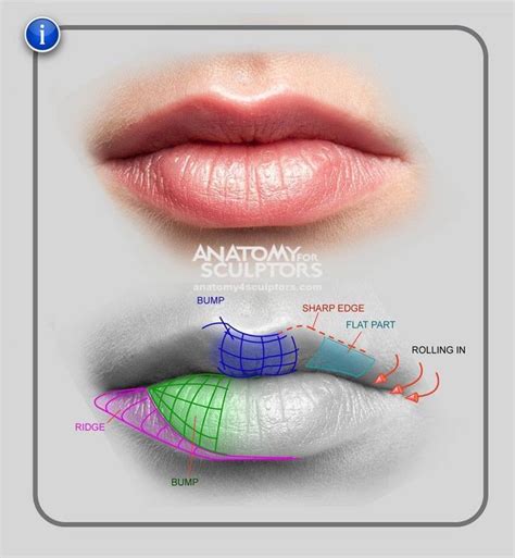 Pin by Marcelo Amp on Anatomy 4 Sculptors | Anatomy reference, Lips ...