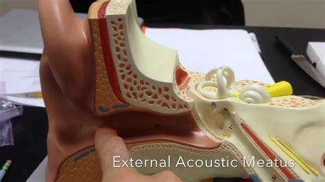 Ear model anatomy with labels- Auditory apparatus - Hearing model ...