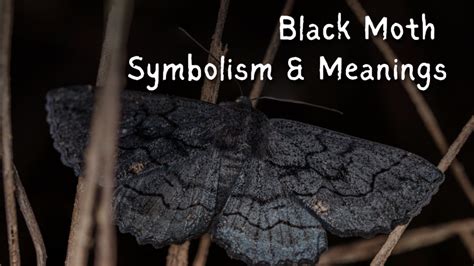 Exploring the Symbolism of Black Moths (Top 16 Meanings) - Give Me History