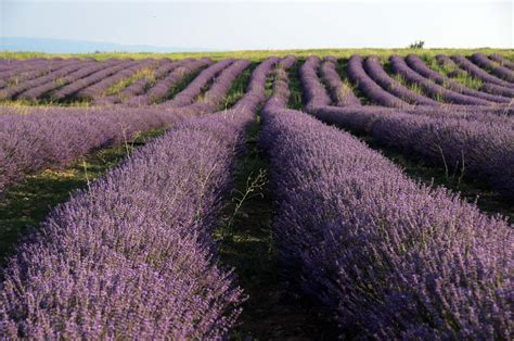 Pretty in purple: Uşak's thriving lavender fields | Daily Sabah