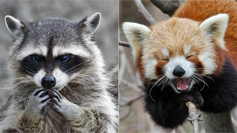 Pandas and Raccoons Related? The Surprising Family Tree