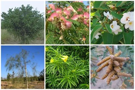 10 Small Trees For Arizona Backyards (Includes Patio Trees)