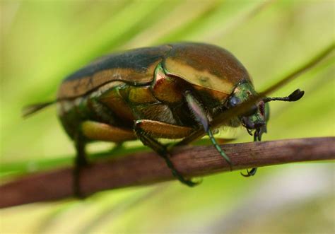 Green June Beetle Life Cycle