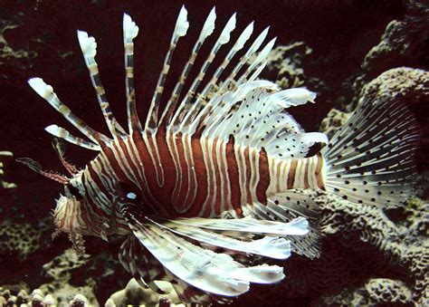 a red and white lionfish swimming in the ocean