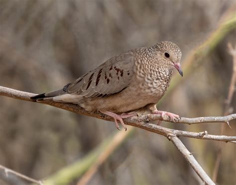 Common Ground Dove | San Diego Bird Spot