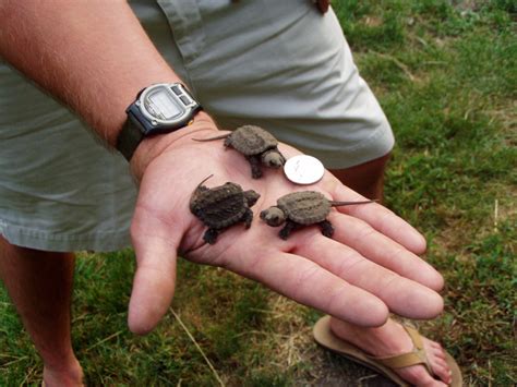 Baby snapping turtles (alive) - Boing Boing