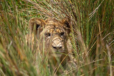 lion-cub-in-grass-1600px – Rupert Studios