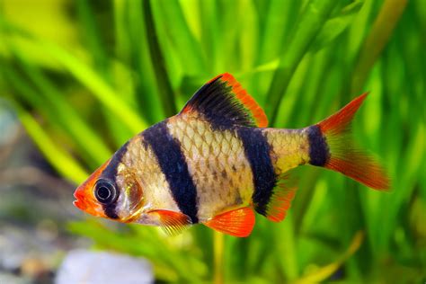 Tiger Barb: The Complete Care And Breeding Guide - Fishkeepingfans.com