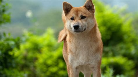 Shiba Inu Corgi Mix: Facts, Lifespan, Caring & More - Dogsintl