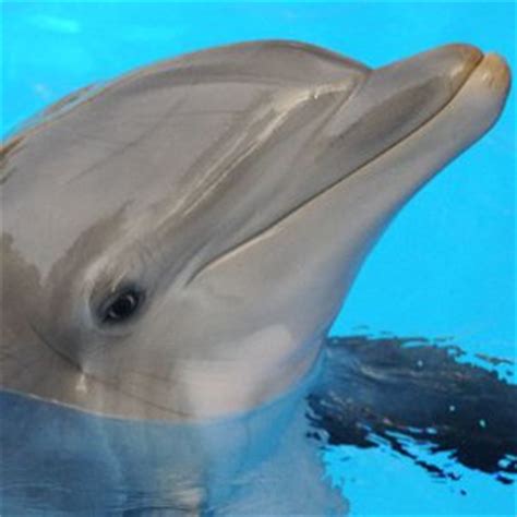 Dolphin Habitat - Animal Facts and Information