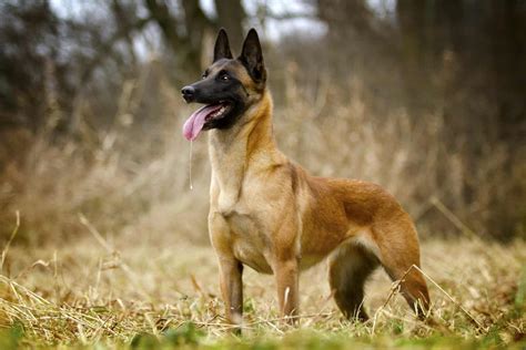 Belgian Malinois Training: 7 Methods For Successful Training