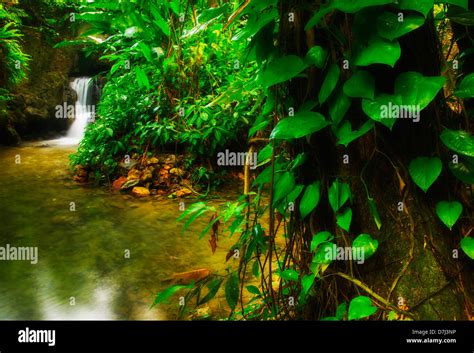 Jamaica, Waterfall in rainforest Stock Photo - Alamy