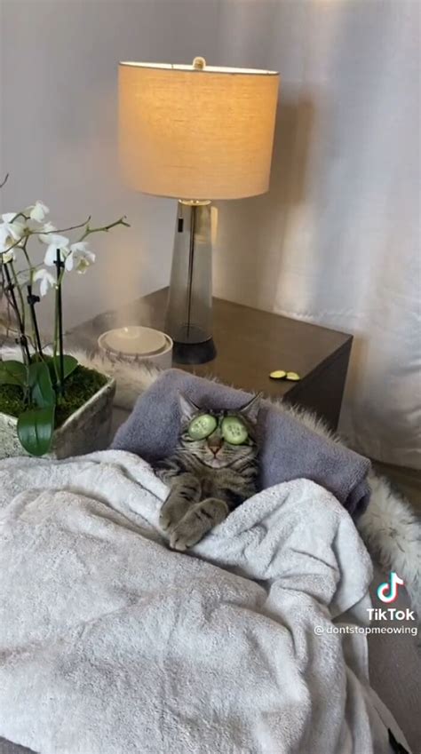 This TikTok Of A Cat Being Pampered In A Home Spa With Owner Goes Viral ...