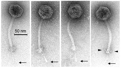 Viruses | Free Full-Text | Morphological and Genetic Characterization ...