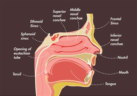 Sinuses Of The Face