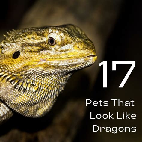 17 Pets You Can Legally Own That Look Like Dragons - PetHelpful