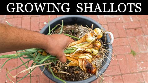 How To Grow Shallots - Growing Shallots In Containers - A Complete ...