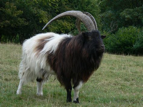 Goat Breeds: A-Z List of Every Breed of Goat - Boer Goat Profits Guide