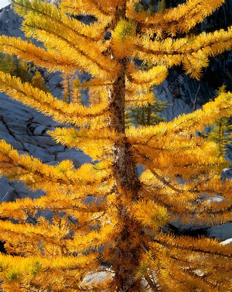 Larch Tree Closeup - Stock Image - C006/5128 - Science Photo Library