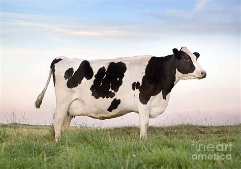 Holstein Dairy Cow Photograph by Cindy Singleton - Fine Art America