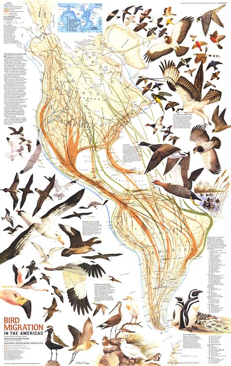 Bird Migration in the Americas Map : The National Geographic | Etsy