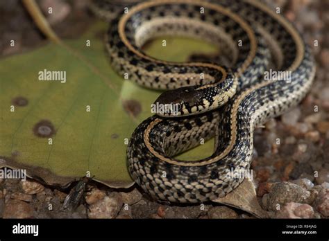 Plains Garter Snake, Hamilton co., Kansas, USA Stock Photo - Alamy