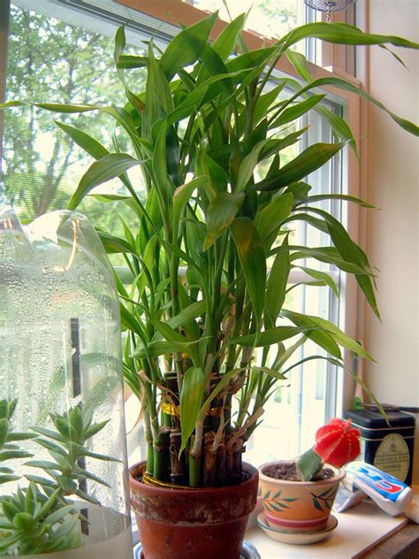 Lucky Bamboo Care – Growing Dracaena Sanderiana | Epic Gardening