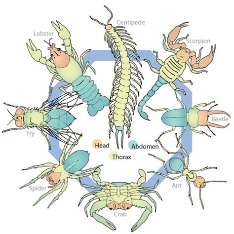 Arthropods