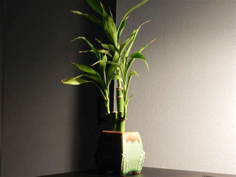 Bamboo Plants 101: How to Grow Happy Bamboo Plants Indoors