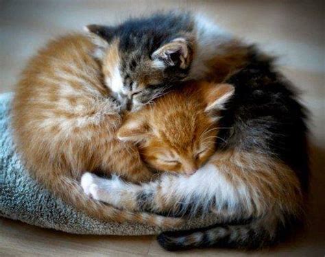 18 Incredibly Cute Pictures of Cuddling Cats