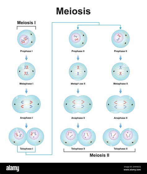 Scientific Designing of Meiosis Phases. Germ Cell Division Process ...