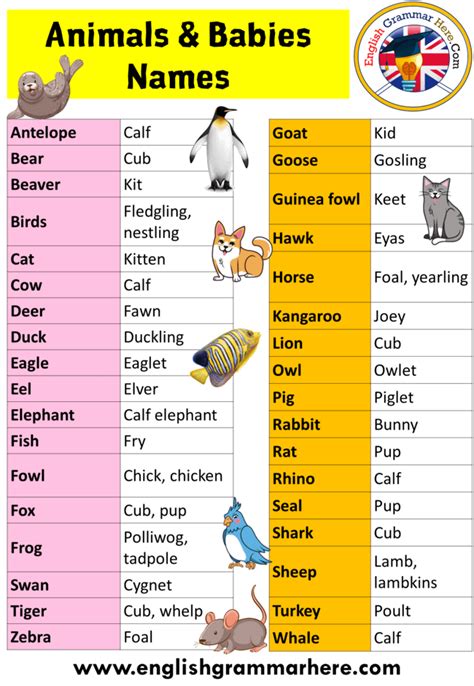 Animals Babies Names, Animals and Their Young Ones, Definition and ...