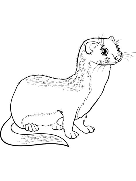 Ferret coloring pages. Download and print Ferret coloring pages ...