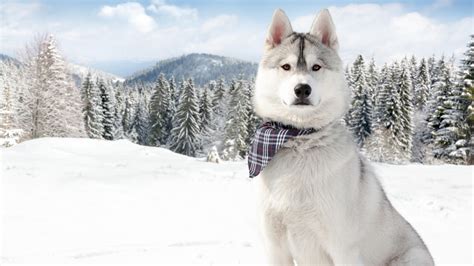 Husky Puppy Winter Wallpapers - Wallpaper Cave