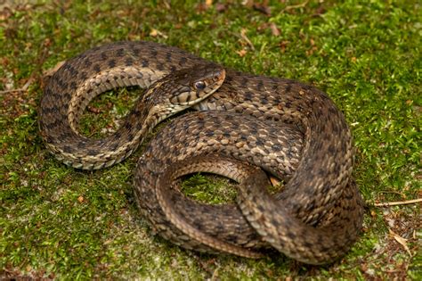 Common Gartersnake | South Carolina Partners in Amphibian and Reptile ...