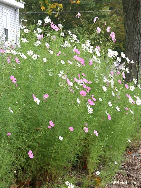 Cosmos bipinnatus (garden cosmos): Go Botany