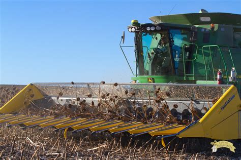 Harvesting Sunflowers