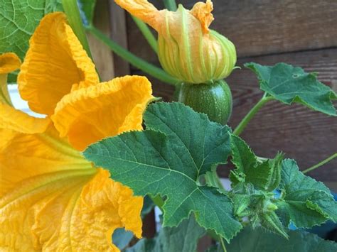 Pumpkin Plant Only Producing Male Flowers | Best Flower Site