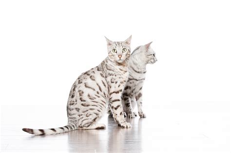 K8 Photo — White Bengal Cat Shoot!