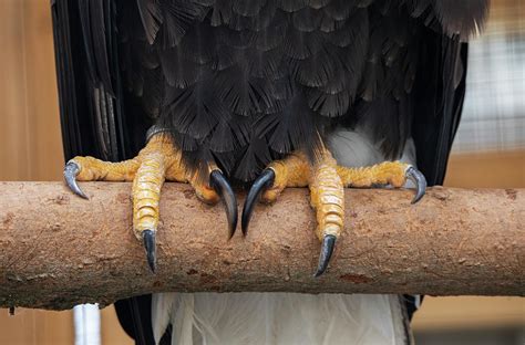 Bald Eagle Talons Photograph by Peter De Gannes - Fine Art America