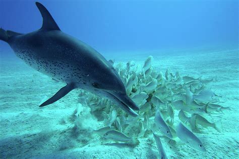 Atlantic Spotted Dolphin Feeding Photograph by Hiroya Minakuchi