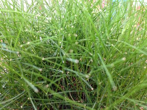 Green grass blades close up Free Photo Download | FreeImages