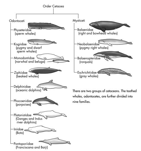 EVERY KNOW WHAT IS THE DIFFERENCE BETWEEN... - Marine Science in a Drop