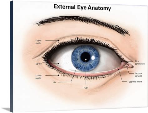 External anatomy of the human eye (with labels) Wall Art, Canvas Prints ...