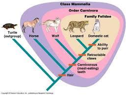 Topic 5.4: Cladistics - AMAZING WORLD OF SCIENCE WITH MR. GREEN