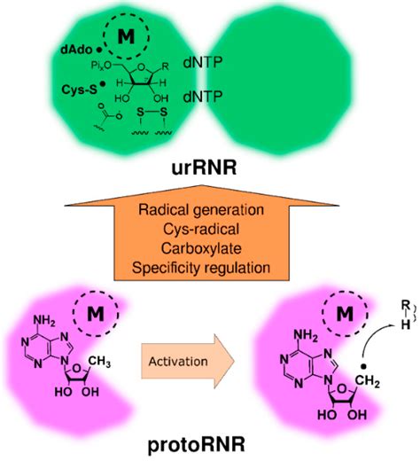 Life | Special Issue : The Origins and Early Evolution of RNA