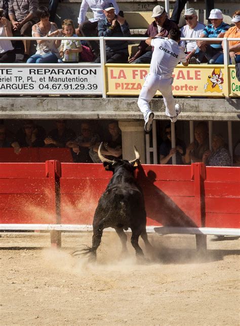 Bull game called Camarguaise | Camarguaise, Taureau camargue, Camargue