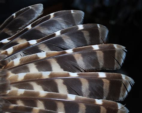 Barred Owl wing feather detail (2011April12 (337) copy) This photo ...