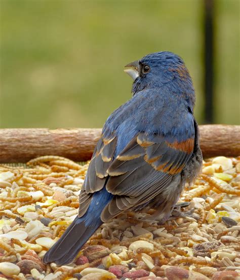 Male Blue Grosbeak - FeederWatch