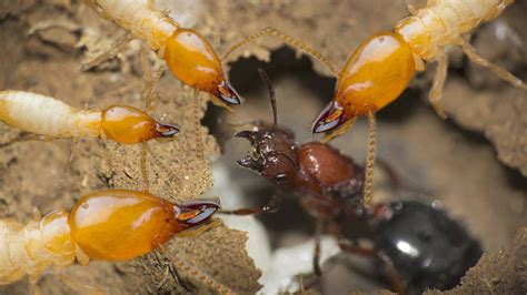 Termites Vs Ants War - Pest Phobia